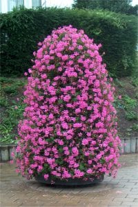 Pelargonium Pillars - Pillars of flower power
