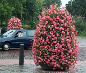 Pelargonium Pillars - Pillars of flower power