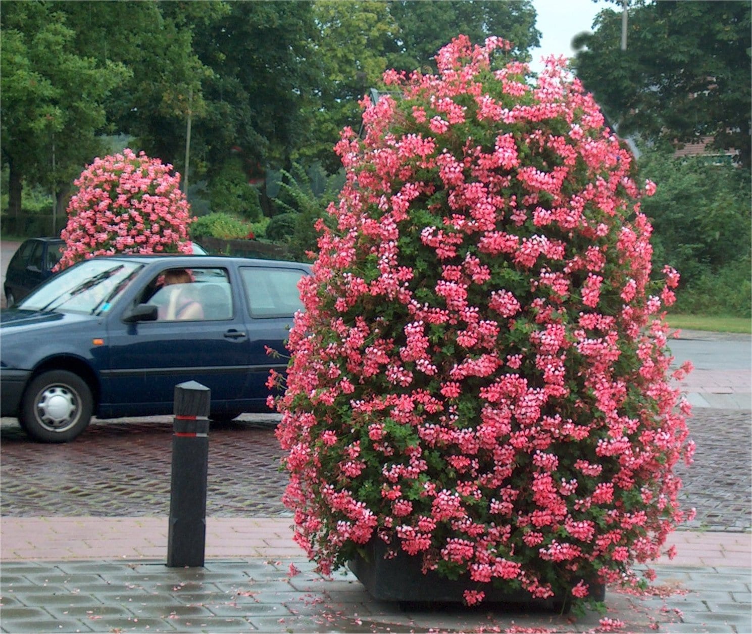 Pelargonium Pillars - Pillars of flower power