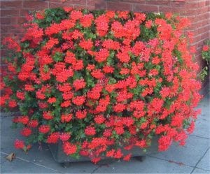 Pelargonium Pillars - Pillars of flower power